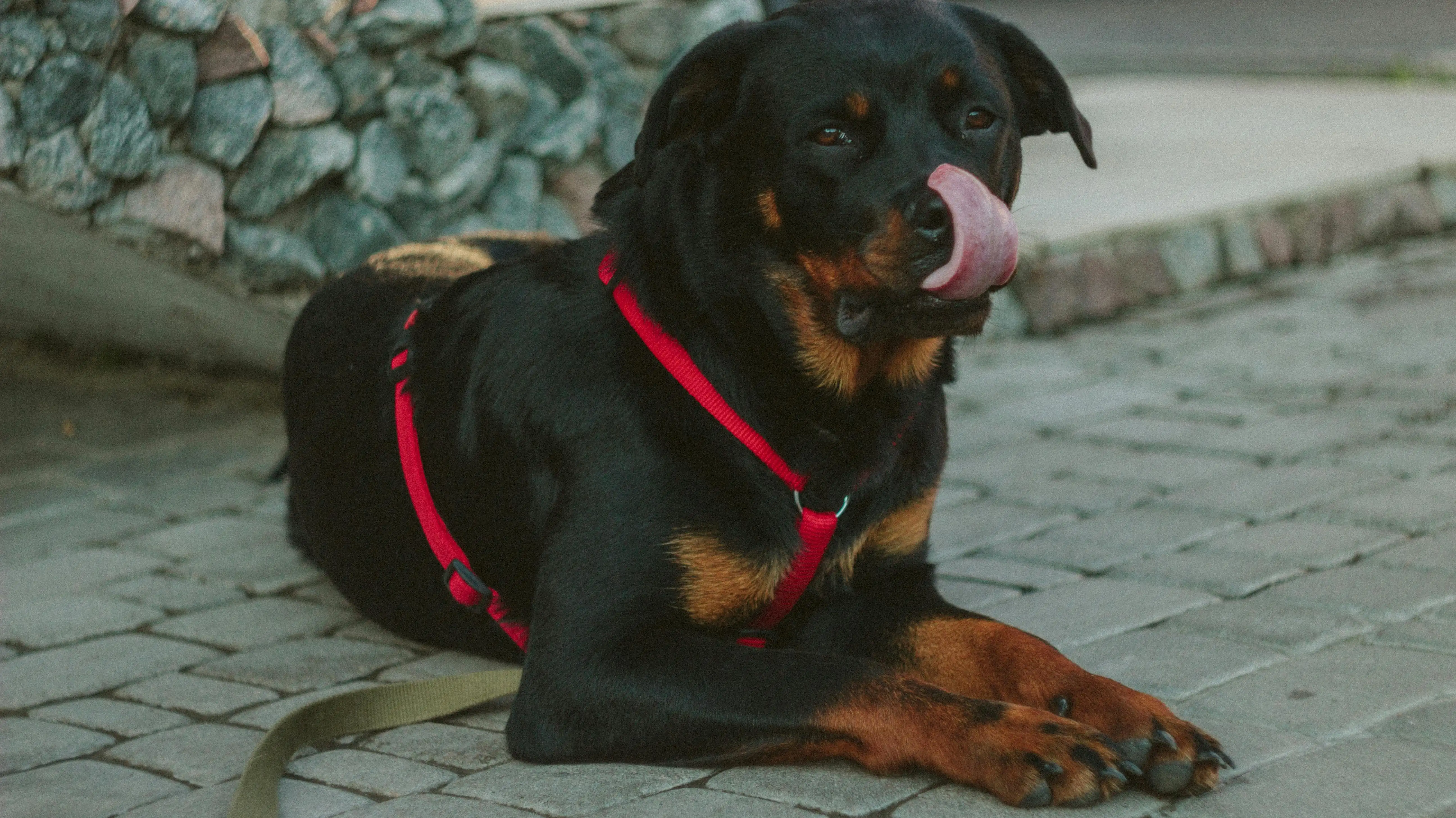 Imagen de archivo de un perro de raza 'rottwailer' Imagen de archivo de un perro de raza 'rottwailer'