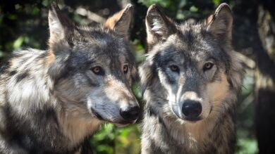 ¿Realmente existen los 'niños lobo'? Este es el caso más sonado