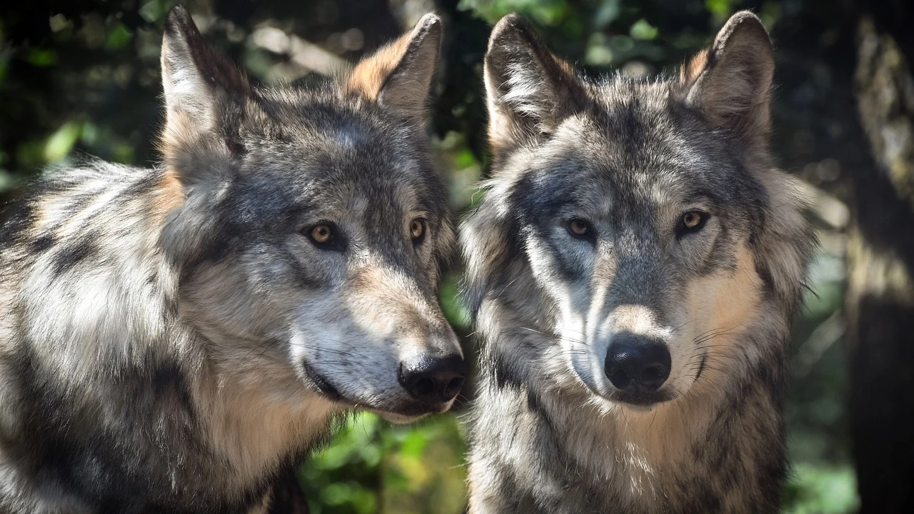 Lobos Lobos