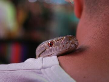 Imagen de archivo de una serpiente