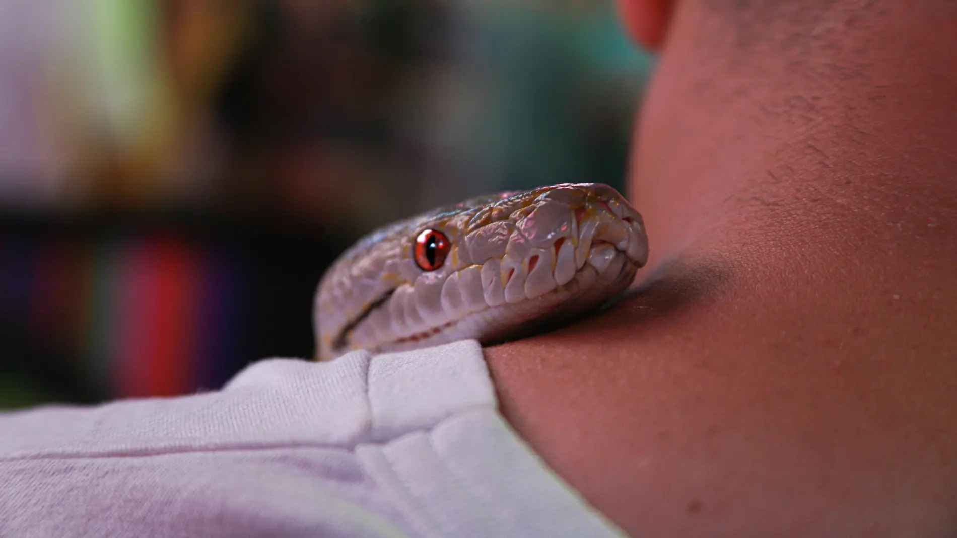 Imagen de archivo de una serpiente