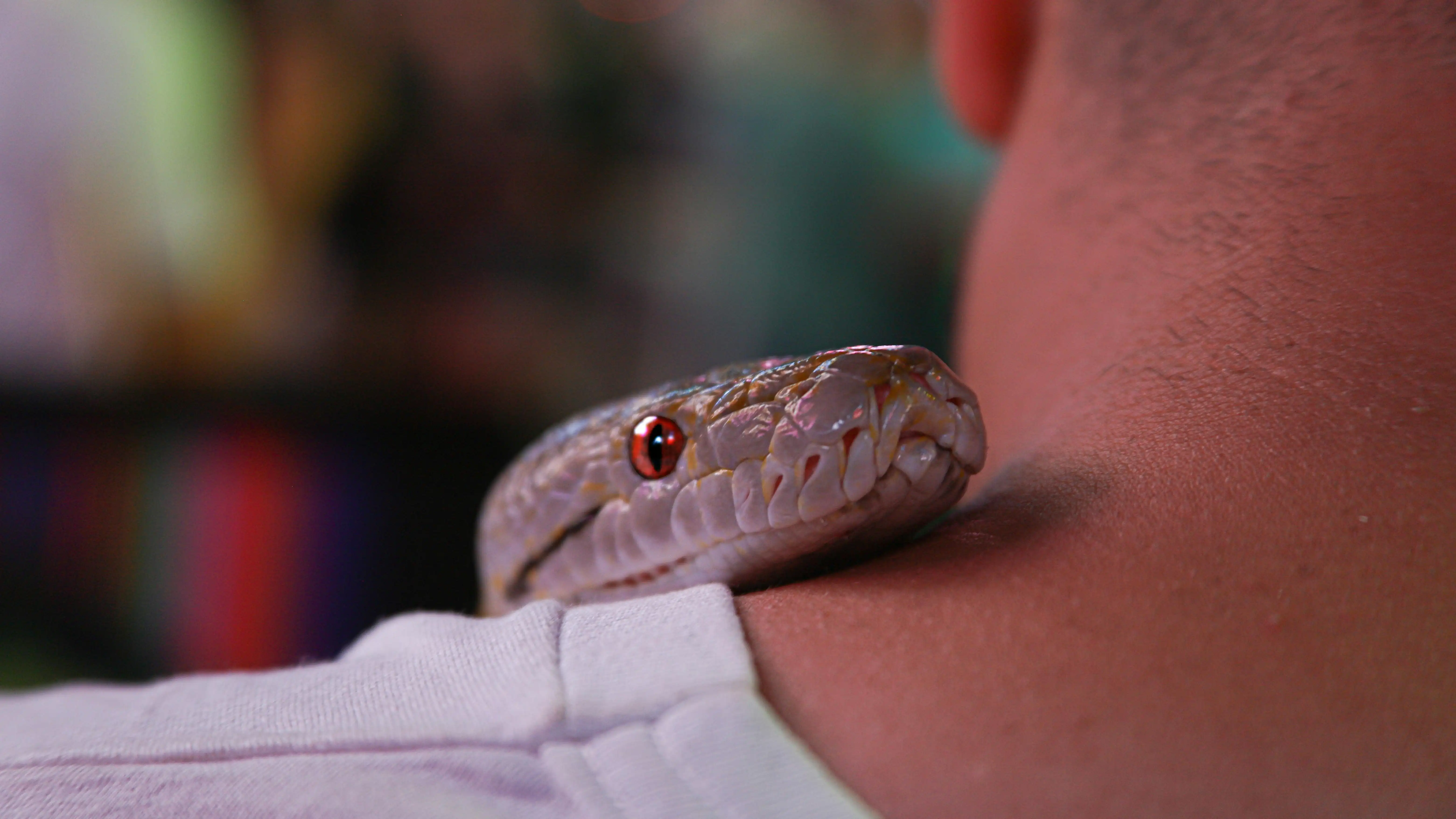 Imagen de archivo de una serpiente Imagen de archivo de una serpiente