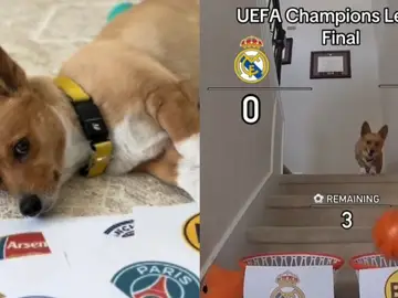 Steph Furry, el perro adivino de los partidos de Champions League