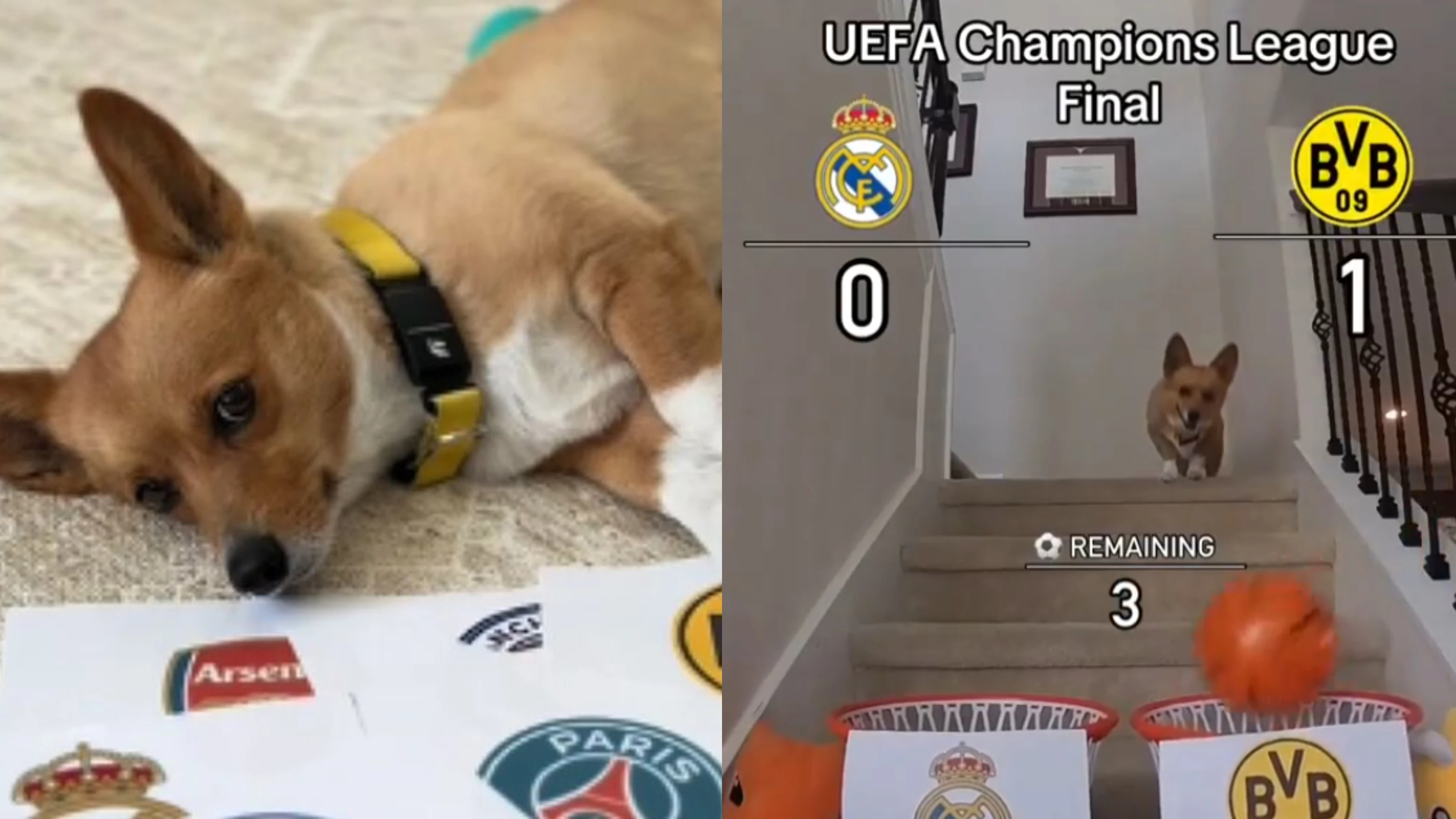 Steph Furry, el perro adivino de los partidos de Champions League