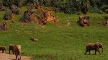 Varios elefantes africanos caminando por Cabárceno