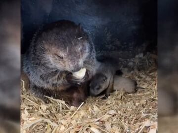 La marmota Phil es padre