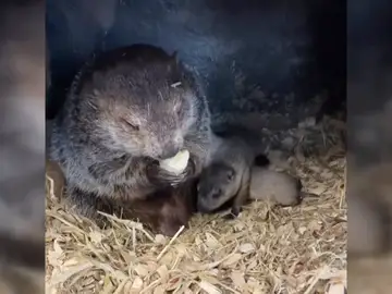 La marmota Phil es padre