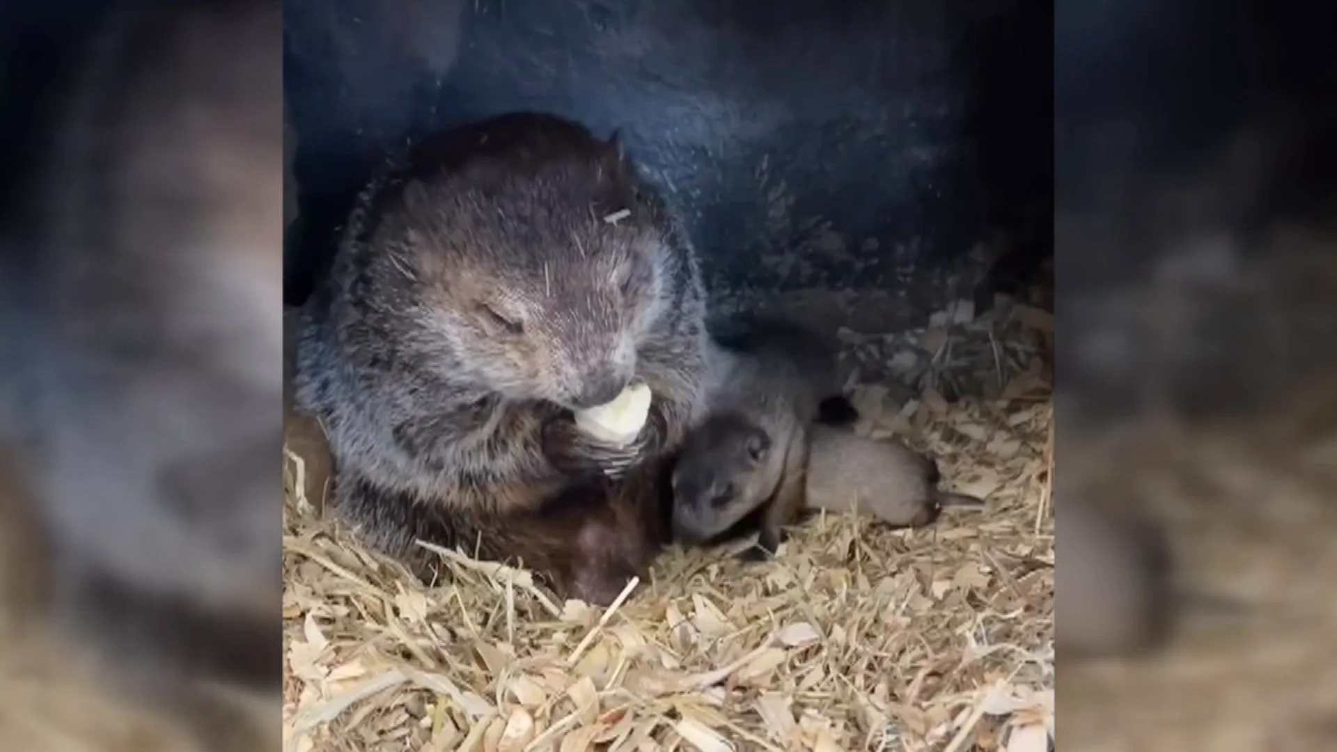 La marmota Phil es padre