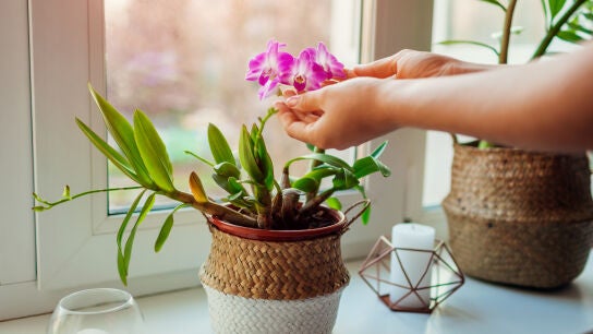 Orqu&iacute;deas