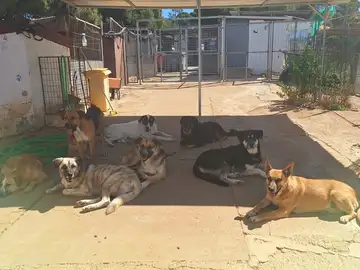 La falta de voluntarios obliga a cerrar la protectora de Ayamonte, en Huelva La falta de voluntarios obliga a cerrar la protectora de Ayamonte, en Huelva
