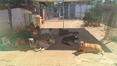 La falta de voluntarios obliga a cerrar la protectora de Ayamonte, en Huelva