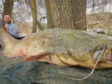El gigantesco siluro pescado en el Ebro El gigantesco siluro pescado en el Ebro