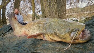 El gigantesco siluro pescado en el Ebro