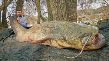 El gigantesco siluro pescado en el Ebro