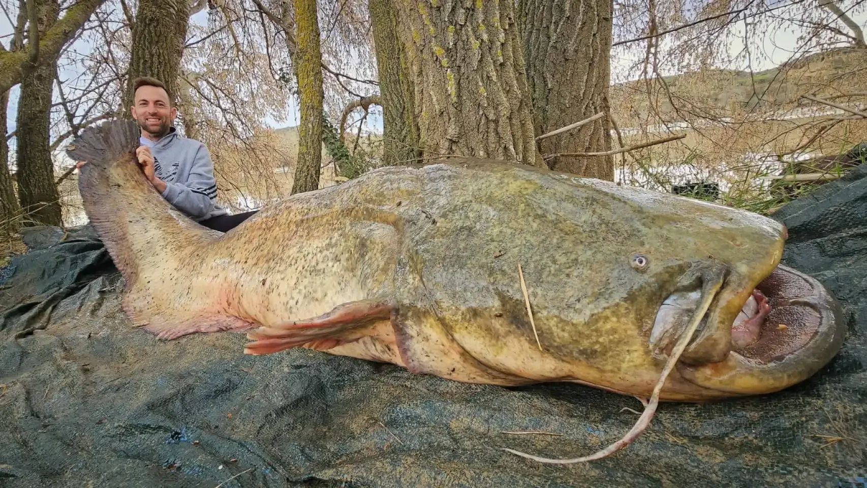 El gigantesco siluro pescado en el Ebro El gigantesco siluro pescado en el Ebro