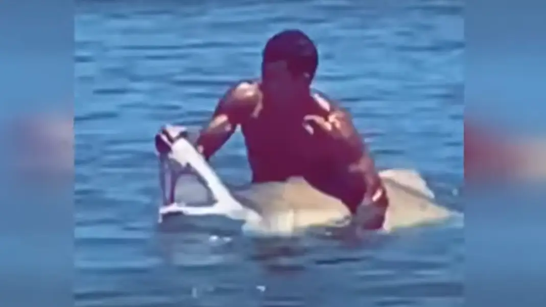 Imagen del hombre que salvó al tiburón atrapado Imagen del hombre que salvó al tiburón atrapado