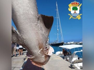 Tiburón hallado en Alicante