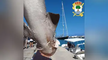 Tiburón hallado en Alicante