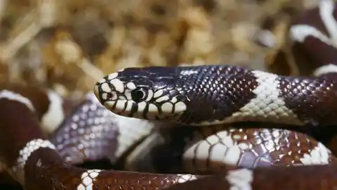 Culebra Real de California Culebra Real de California