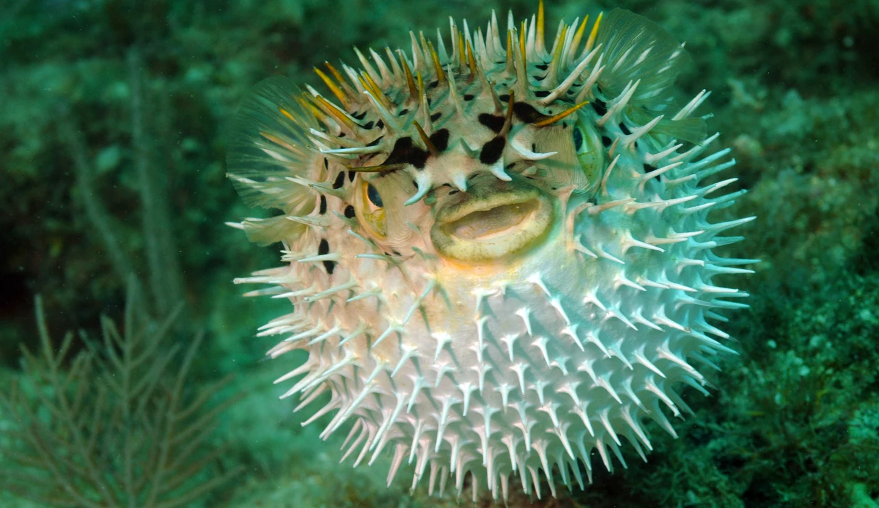 Imagen de archivo de un pez globo