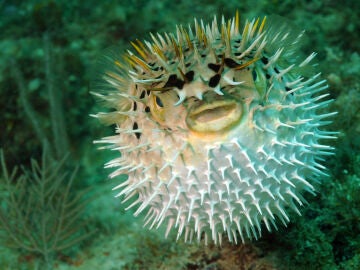 Imagen de archivo de un pez globo