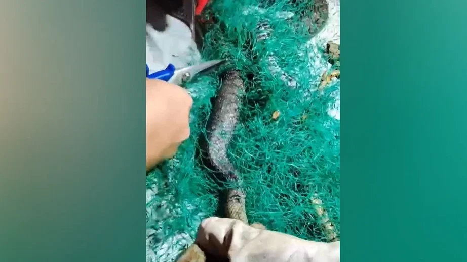 Tres serpientes en una huerta de Pontevedra