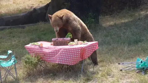 Simulacro en California con osos