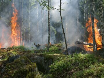  Los nuevos incendios causados por el cambio global reducen la abundancia y diversidad de las plantas leñosas