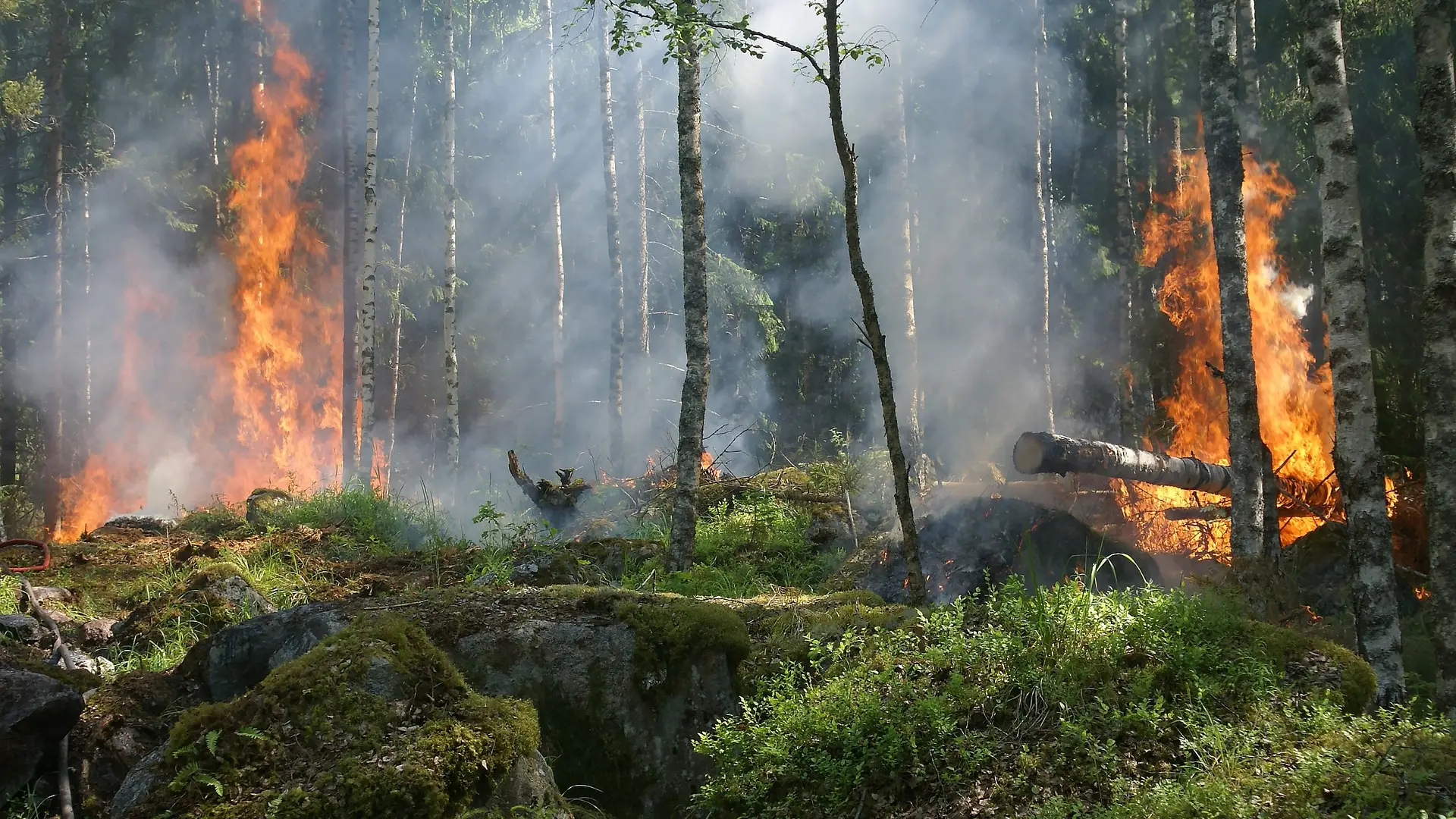  Los nuevos incendios causados por el cambio global reducen la abundancia y diversidad de las plantas le&ntilde;osas