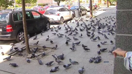 Miles de palomas invaden desde hace 8 a&ntilde;os un vecindario en Lugo por una vecina que les da de comer