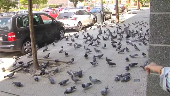Miles de palomas invaden desde hace 8 años un vecindario en Lugo por una vecina que les da de comer Miles de palomas invaden desde hace 8 años un vecindario en Lugo por una vecina que les da de comer