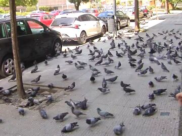 Miles de palomas invaden desde hace 8 años un vecindario en Lugo por una vecina que les da de comer