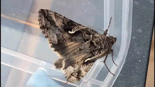 Polilla Polilla