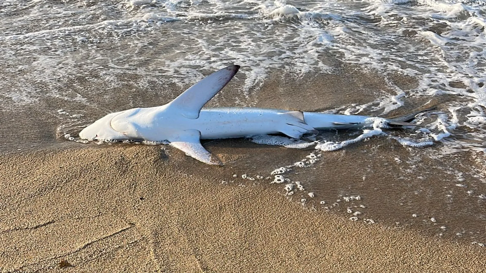 Imagen de la tintorera fallecida en la playa Imagen de la tintorera fallecida en la playa