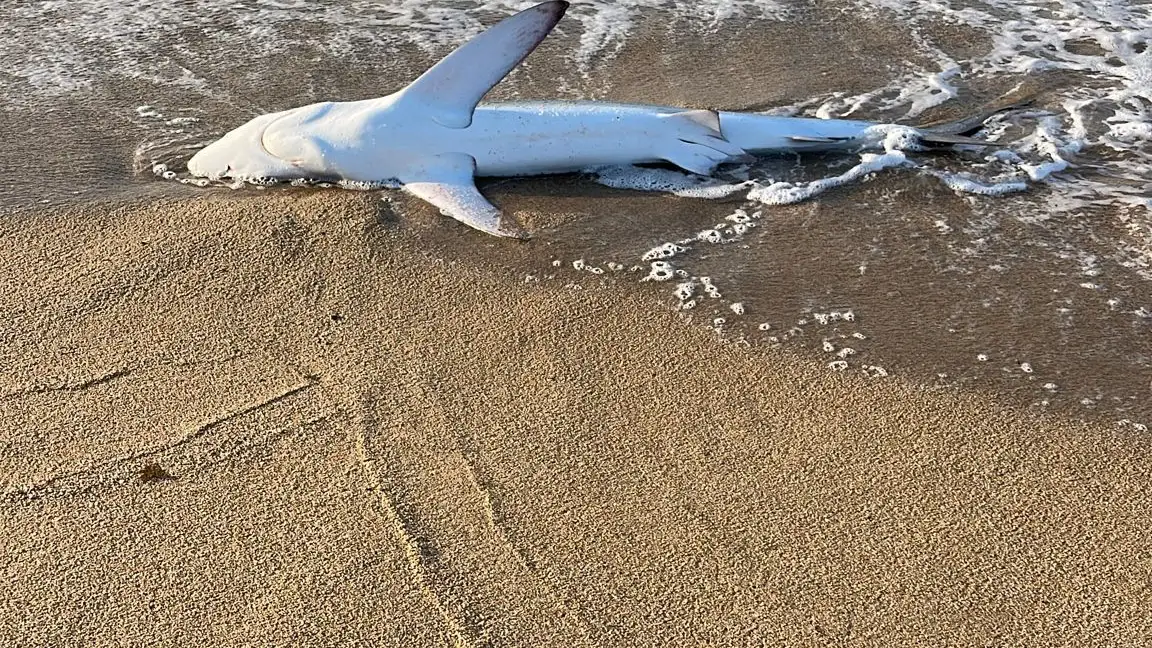 Imagen de la tintorera fallecida en la playa Imagen de la tintorera fallecida en la playa