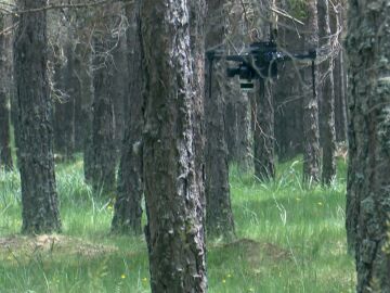 Imagen de un dron en un bosque de Abejar, Soria