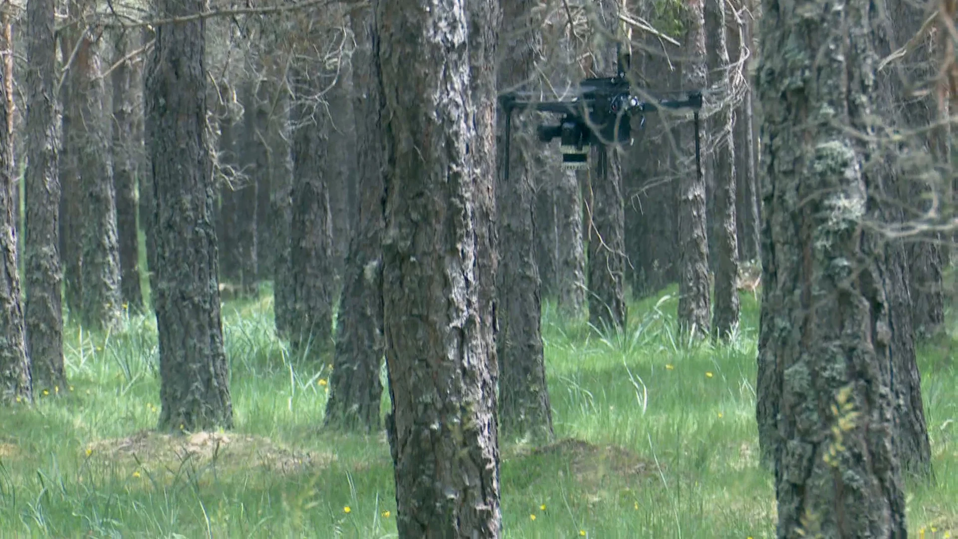 Imagen de un dron en un bosque de Abejar, Soria Imagen de un dron en un bosque de Abejar, Soria
