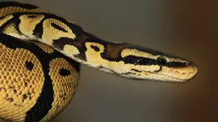 Imagen de archivo de una serpiente pitón Imagen de archivo de una serpiente pitón