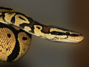 Imagen de archivo de una serpiente pitón