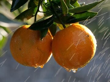 Imagen de dos naranjas