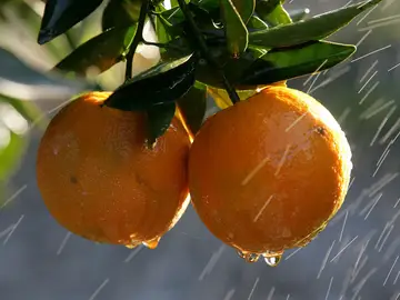Dos naranjas en el árbol Dos naranjas en el árbol