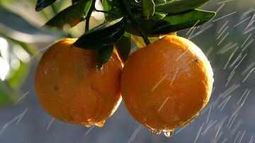 Dos naranjas en el árbol