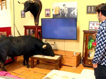 Tamariz, el toro bravo de 300 kilos que ve otros toros en la tele y duerme siestas en el salón: "