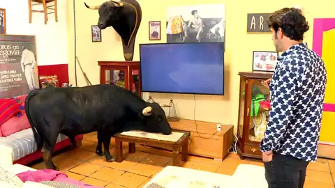Tamariz, el toro bravo de 300 kilos que ve otros toros en la tele y duerme siestas en el salón: " Tamariz, el toro bravo de 300 kilos que ve otros toros en la tele y duerme siestas en el salón: "