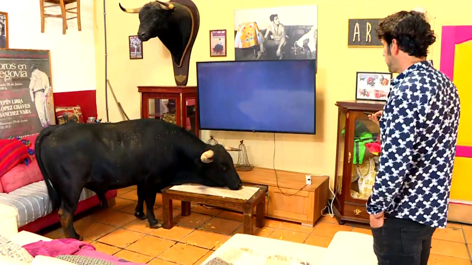 Visitamos a Tamariz, el toro bravo de 300 kilos que ve otros toros en la tele y duerme siestas en el salón