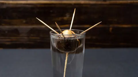 Así debes plantar un aguacate en casa Así debes plantar un aguacate en casa