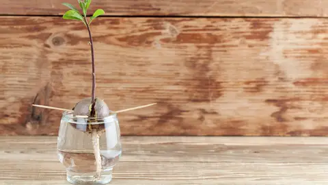 Brotes de aguacate Brotes de aguacate