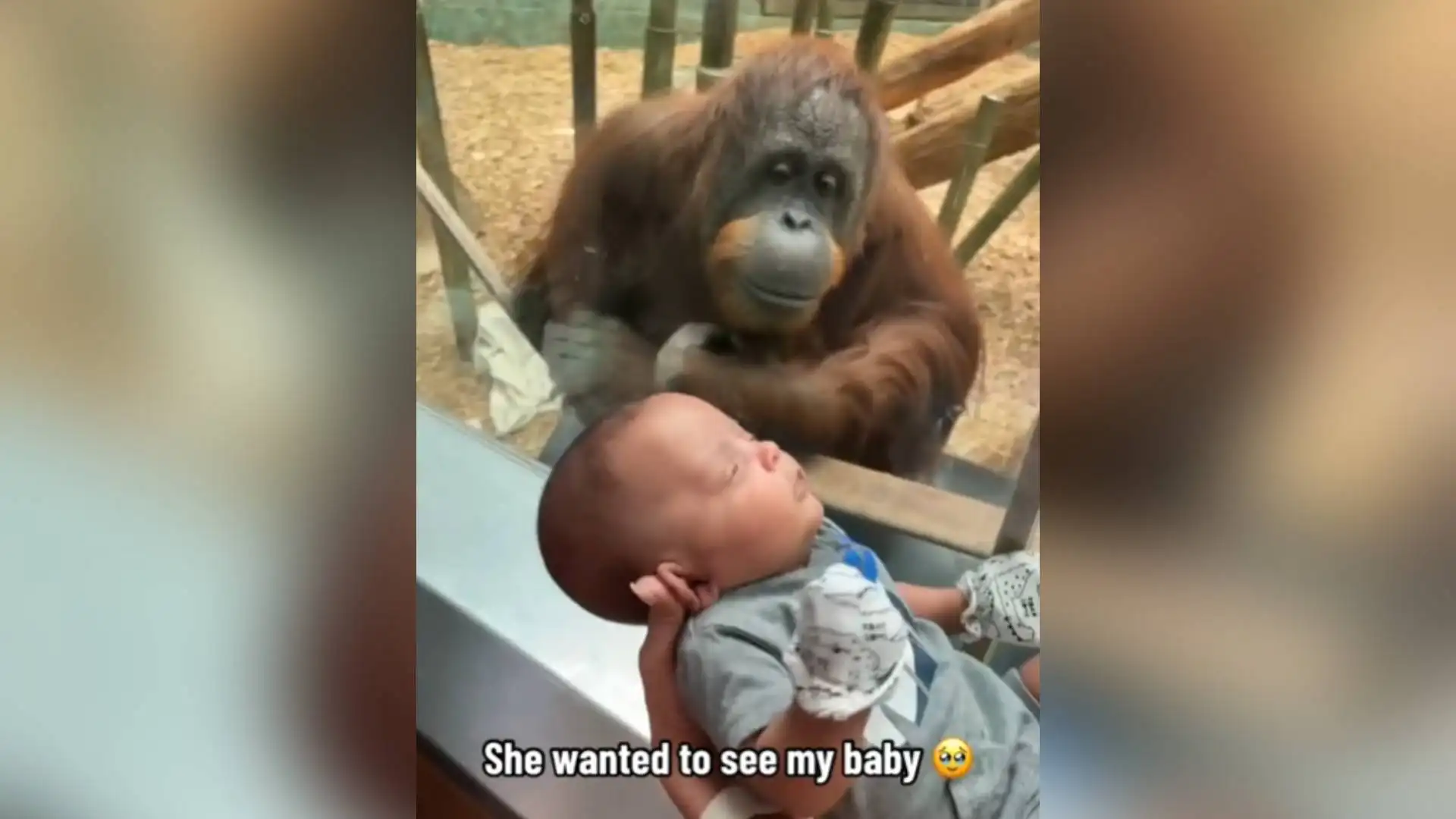 La orangutana Amber La orangutana Amber