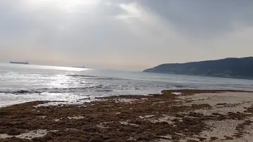 Cádiz y Málaga retiran toneladas de algas asiáticas en pleno comienzo de la temporada de verano