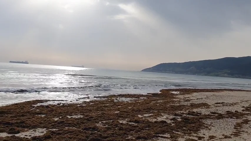 C&aacute;diz y M&aacute;laga retiran toneladas de algas asi&aacute;ticas en pleno comienzo de la temporada de verano